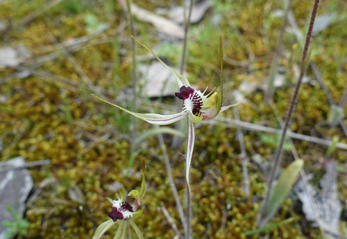 Image of Caladenia parva by (c) yatesy, some rights reserved (CC BY)