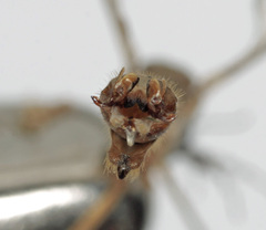 Tipula signata