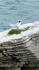 Sterna striata striata