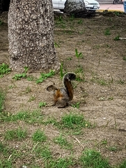 Sciurus aureogaster