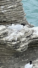 Sterna striata striata