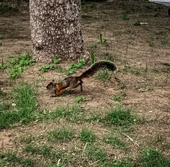 Sciurus aureogaster