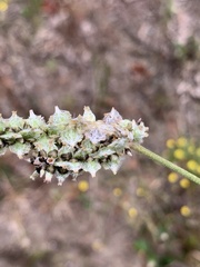 Froelichia floridana