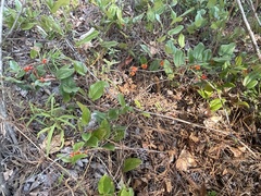 Smilax