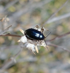 Altica obliterata