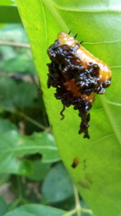 Podontia