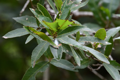 Quercus vaseyana