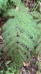 Leptopteris hymenophylloides