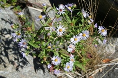 Symphyotrichum novi-belgii novi-belgii