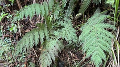 Leptopteris hymenophylloides
