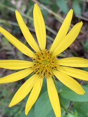 Silphium asteriscus