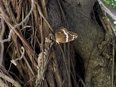 Anartia fatima colima
