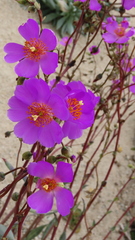 Cistanthe grandiflora