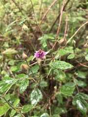 Rubus parvifolius