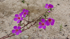 Cistanthe grandiflora