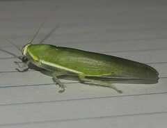 Panchlora