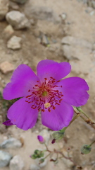 Cistanthe grandiflora