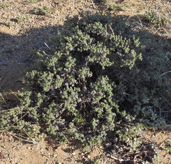 Junellia tridactylites