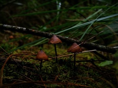 Psilocybe zapotecorum
