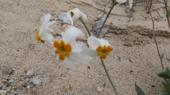 Leucocoryne coronata