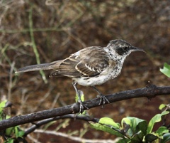 Mimus parvulus