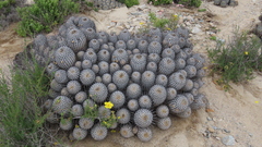 Copiapoa dealbata