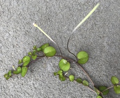 Epilobium nummulariifolium
