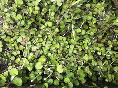 Epilobium nummulariifolium