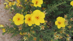 Balbisia peduncularis