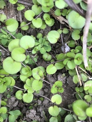 Epilobium nummulariifolium