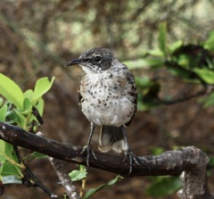 Mimus parvulus