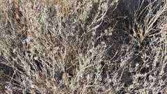 Senecio patagonicus