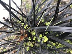 Epilobium nummulariifolium