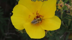 Balbisia peduncularis