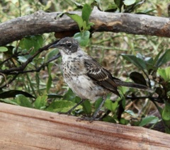 Mimus parvulus