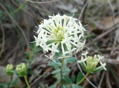 Pimelea