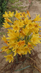 Zephyranthes bagnoldii