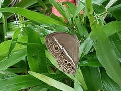 Mycalesis mineus