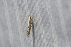 Argyresthia conjugella