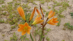 Zephyranthes bagnoldii