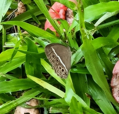Mycalesis mineus