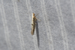 Argyresthia conjugella