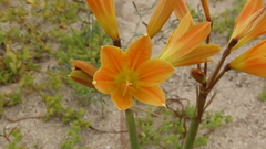 Zephyranthes bagnoldii