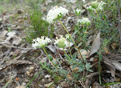 Pimelea