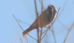 Pinicola enucleator