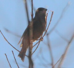 Pinicola enucleator