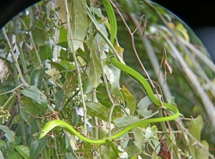 Ahaetulla prasina