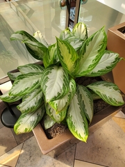 Aglaonema commutatum