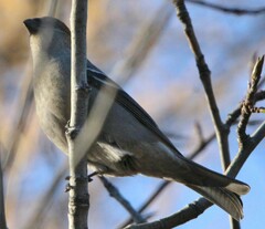 Pinicola enucleator