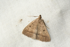 Zanclognatha jacchusalis